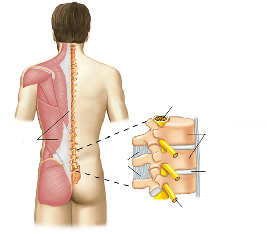 bol u donjem dijelu leđa daje u zglob nogu